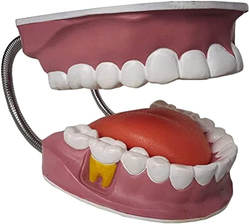 Anatomi Modeli, Diş Öğretim Anatomi Modeli-Yetişkin Standart Diş Diş Modeli Diş Gösteri Oral Modeli-Çalışma Ekran Öğretim Tıbbi