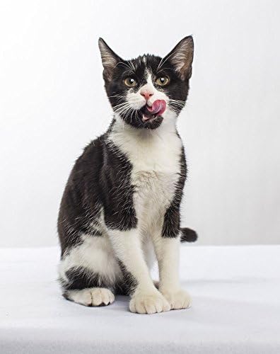 Nulo Yetişkin ve Yavru Kedi Kuru Kedi Maması-Tahılsız, Küçük Boyutlu Kibble Parçaları