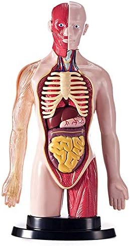 İnsan Torso Vücut Modeli-Gövde Torso Anatomik Modeli Yarım Vücut Torso Modeli ile İç Organları-Çalışma için Ekran Tıbbi model