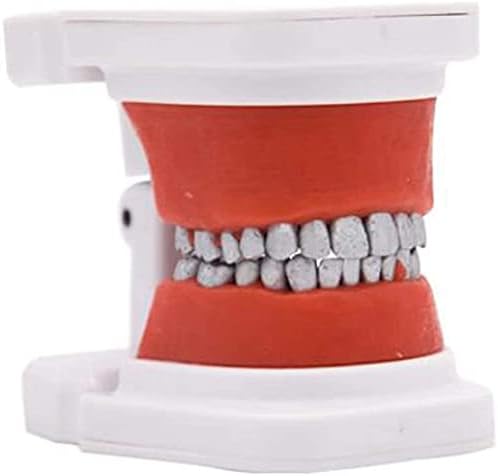 Anatomi Modeli, Eğitim Modeli Diş Bakımı Modeli-Diş Anatomik Modeli Doktor-Hasta İletişimi Öğretim Modeli-Eğitim Ağız İnsan Diş