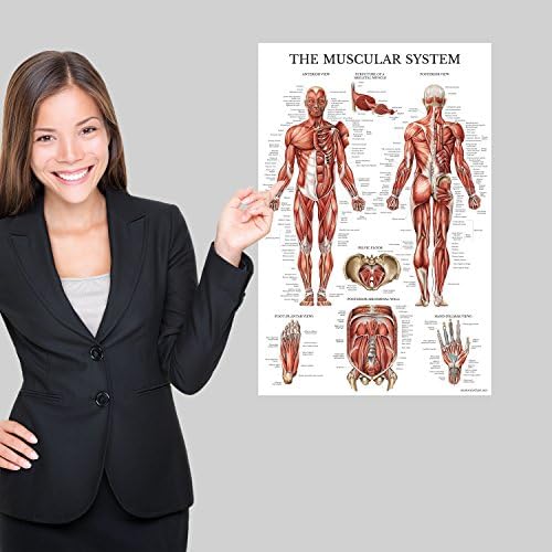 4'lü Paket-Anatomik Poster Seti-Lamine-Kas, İskelet, Omurga Anatomisi, Dermatomlar-Anatomi Grafik Seti (LAMİNE, 18 x 27)